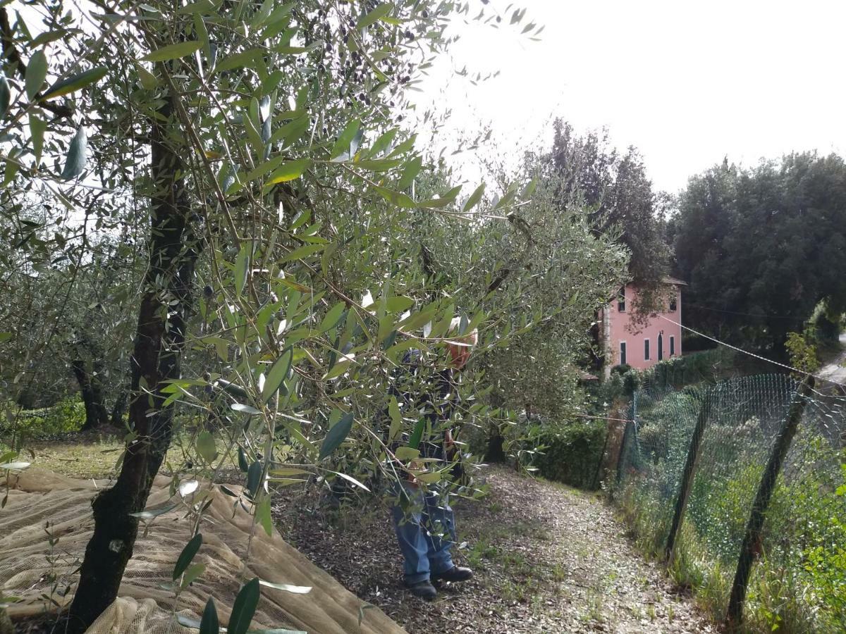 Podere Il Leccione Palaia Exterior photo